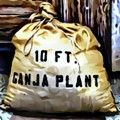 10Ft Ganja Plant3